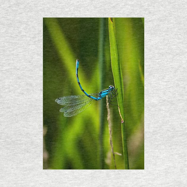 Common Blue Damselfly by Violaman